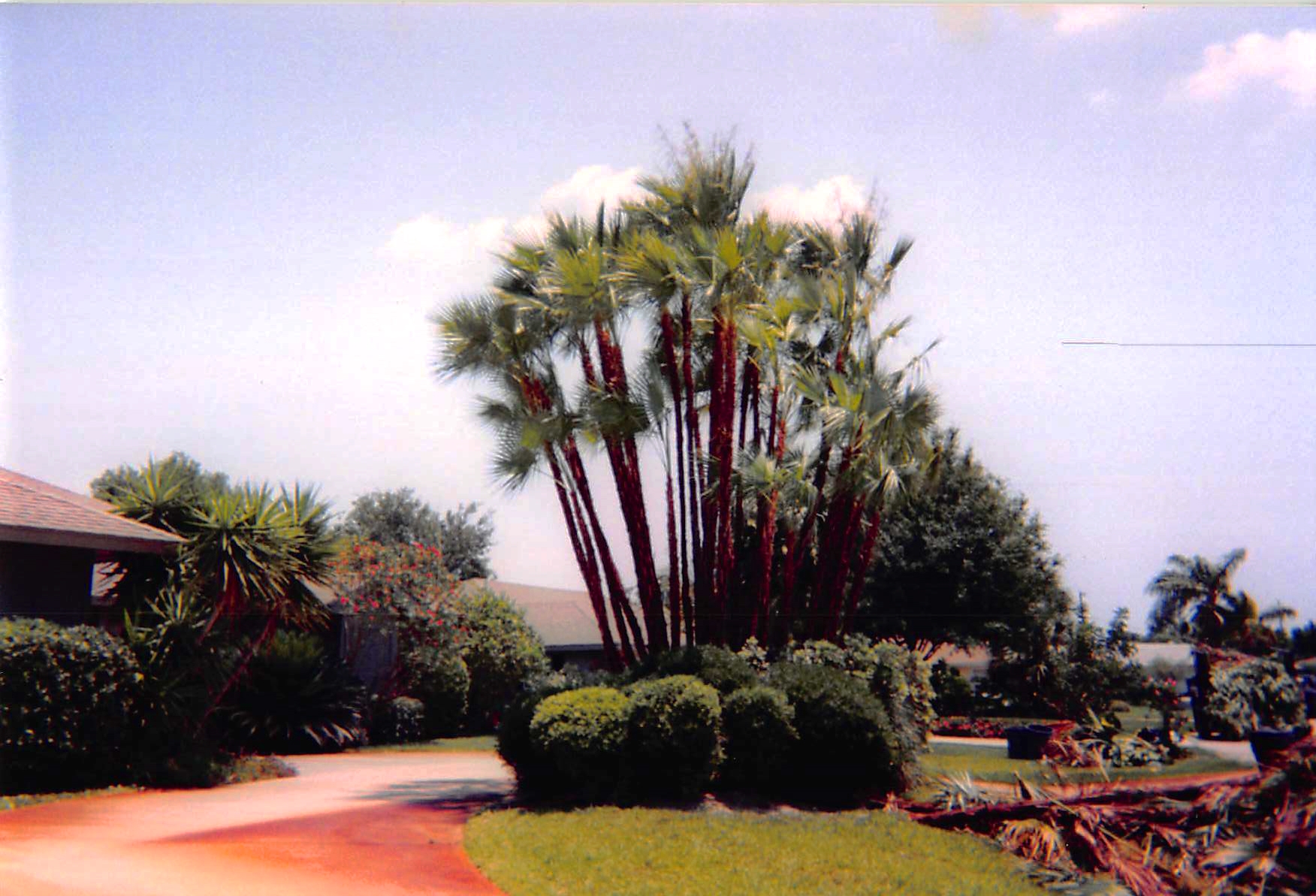 Residential Palm Trimming Before and After Jack's Complete Tree Service