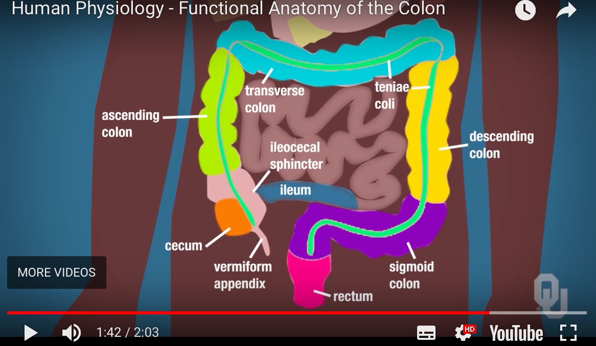 Colon Massage jacksfeet.uk Massage & Reflexology 07973 614 555