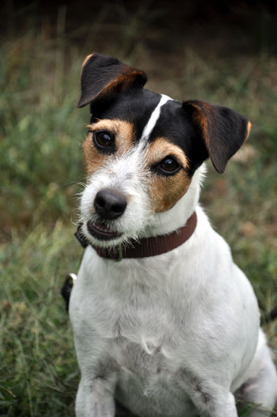 Adopt A Jack Russell From Jacks Galore In Massachusetts