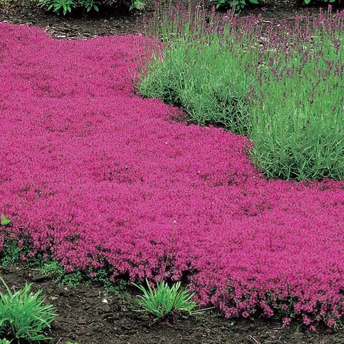 Red Creeping Thyme Jackson & Perkins
