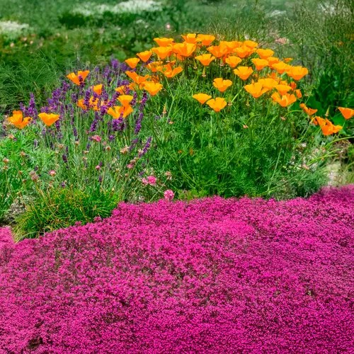 Thymus Coccineus Red Creeping Thyme Jackson & Perkins
