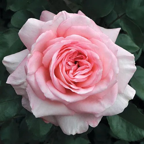 Savannah™ Sunbelt® Hybrid Tea Rose Jackson & Perkins