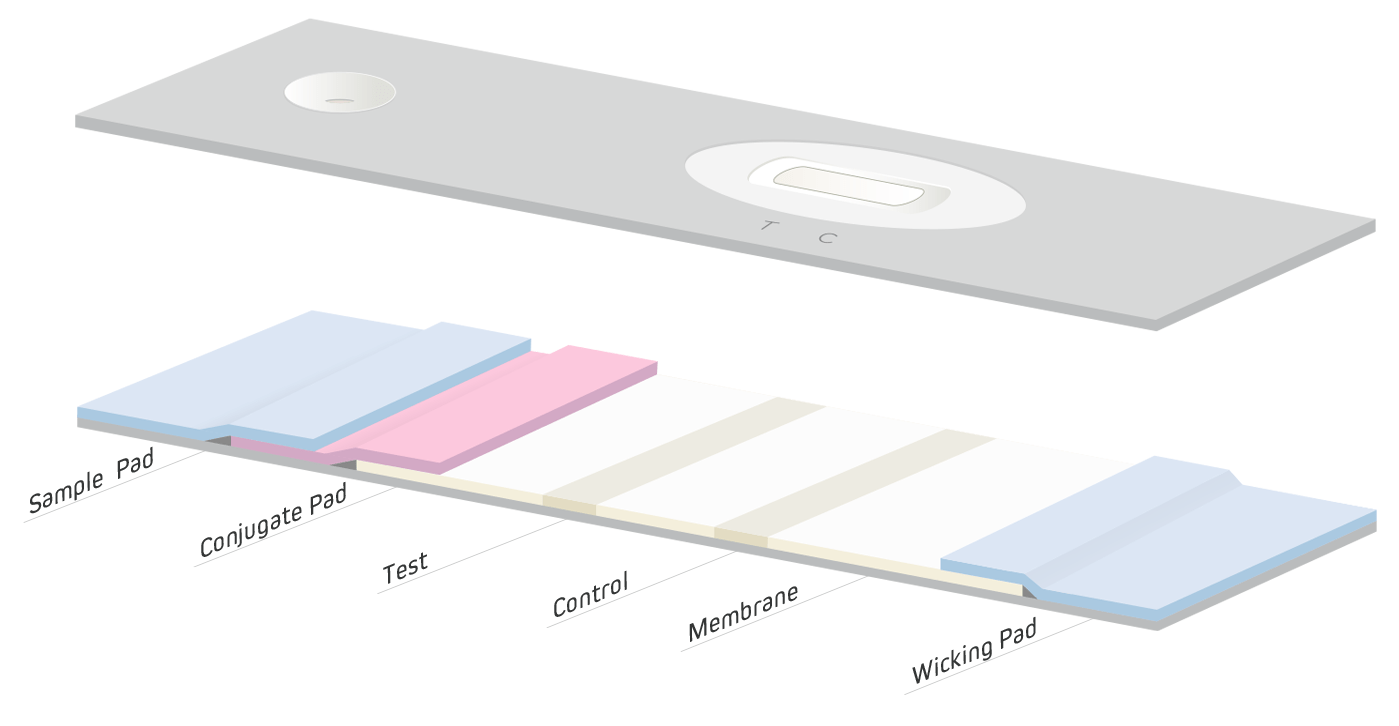 Lateral Flow Immunoassays Jackson ImmunoResearch