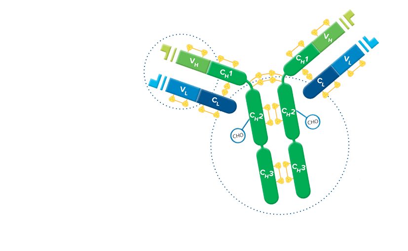 F(ab')₂ Fragment Secondary Antibodies Jackson ImmunoResearch