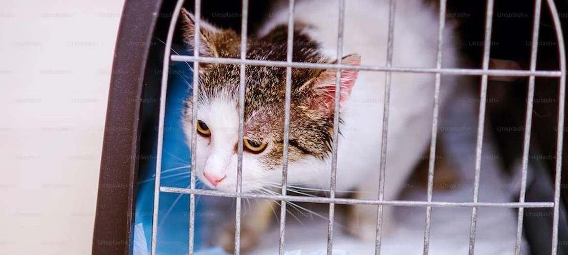 Why Crate Training Your Feline Friend Is The Best Decision You Can Make