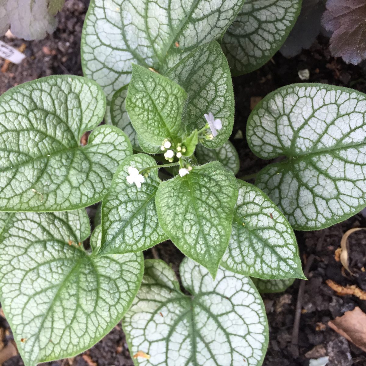Brunnera macrophylla ‘Mr Morse' Jack Wallington Garden Design