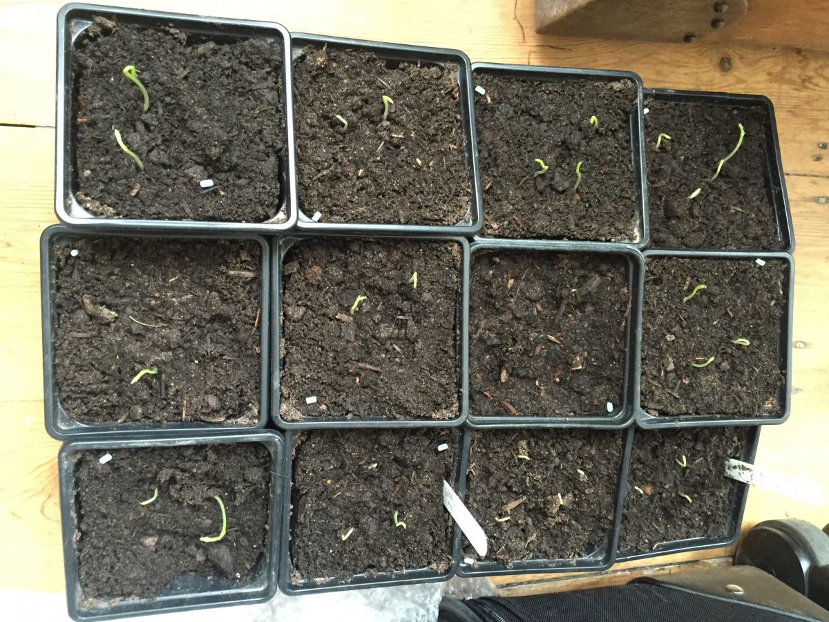 Pot’s Growing On in January indoor plants, seed catalogues and