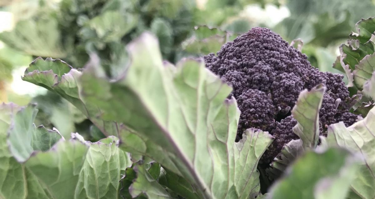 How to grow organic purple sprouting broccoli and cook it Jack