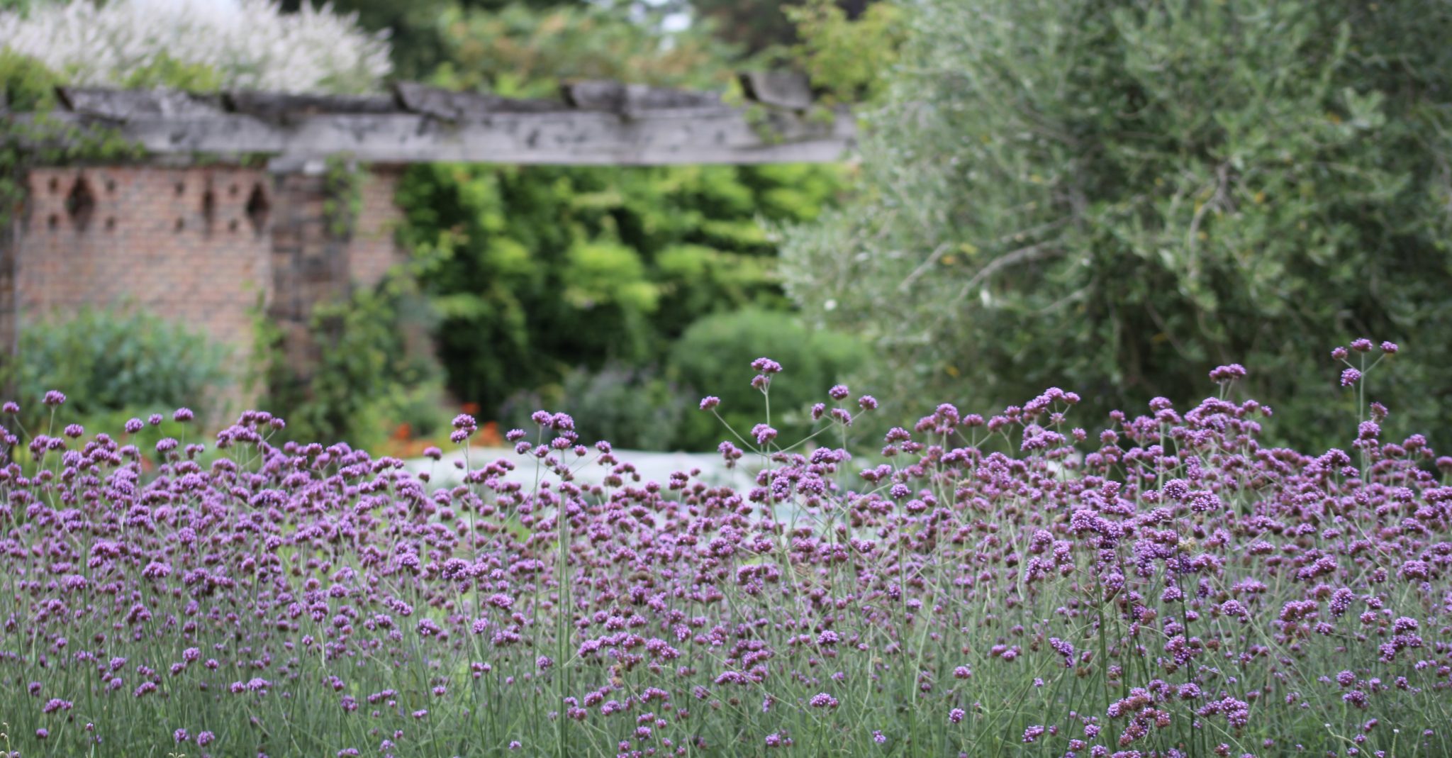 What’s wrong with Verbena bonariensis? Jack Wallington Nature & Gardens