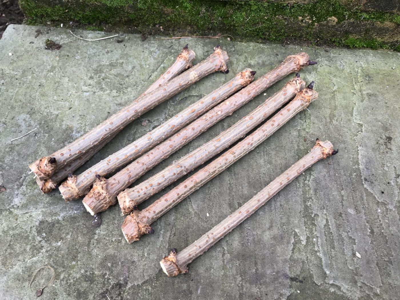 How to take hardwood cuttings for free plants Jack Wallington