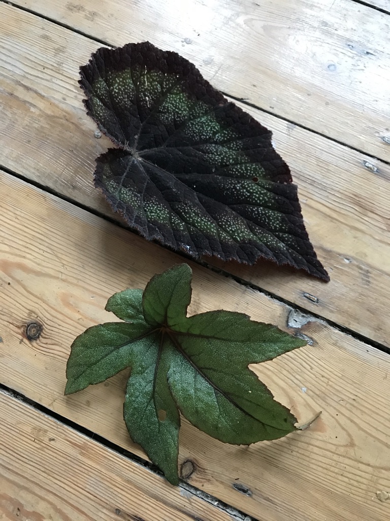 How to grow Begonia leaf cuttings Jack Wallington Nature & Gardens