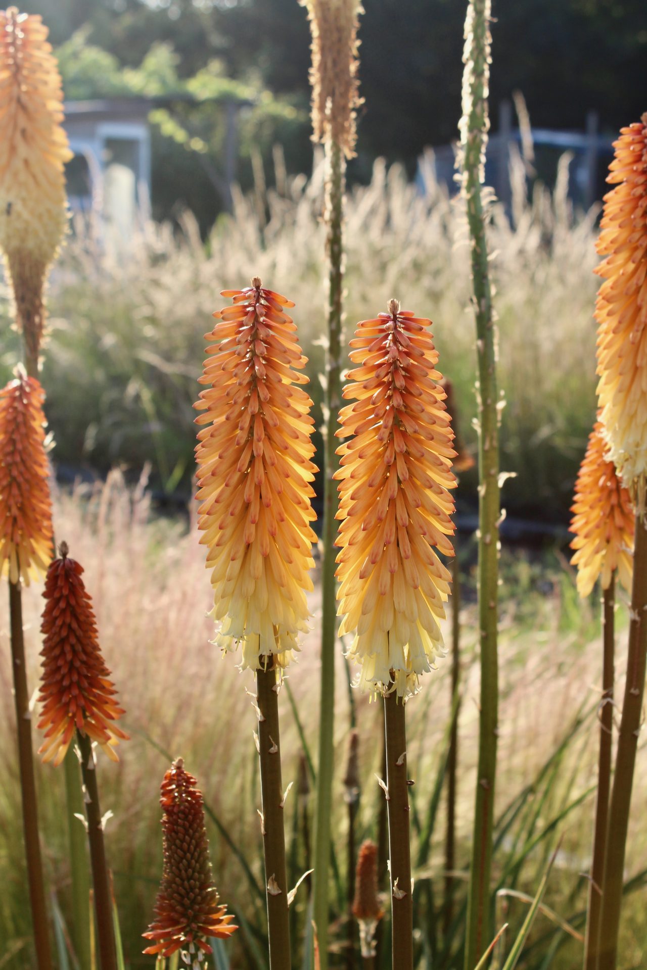 Landscape design portfolio Jack Wallington Garden Design Ltd.