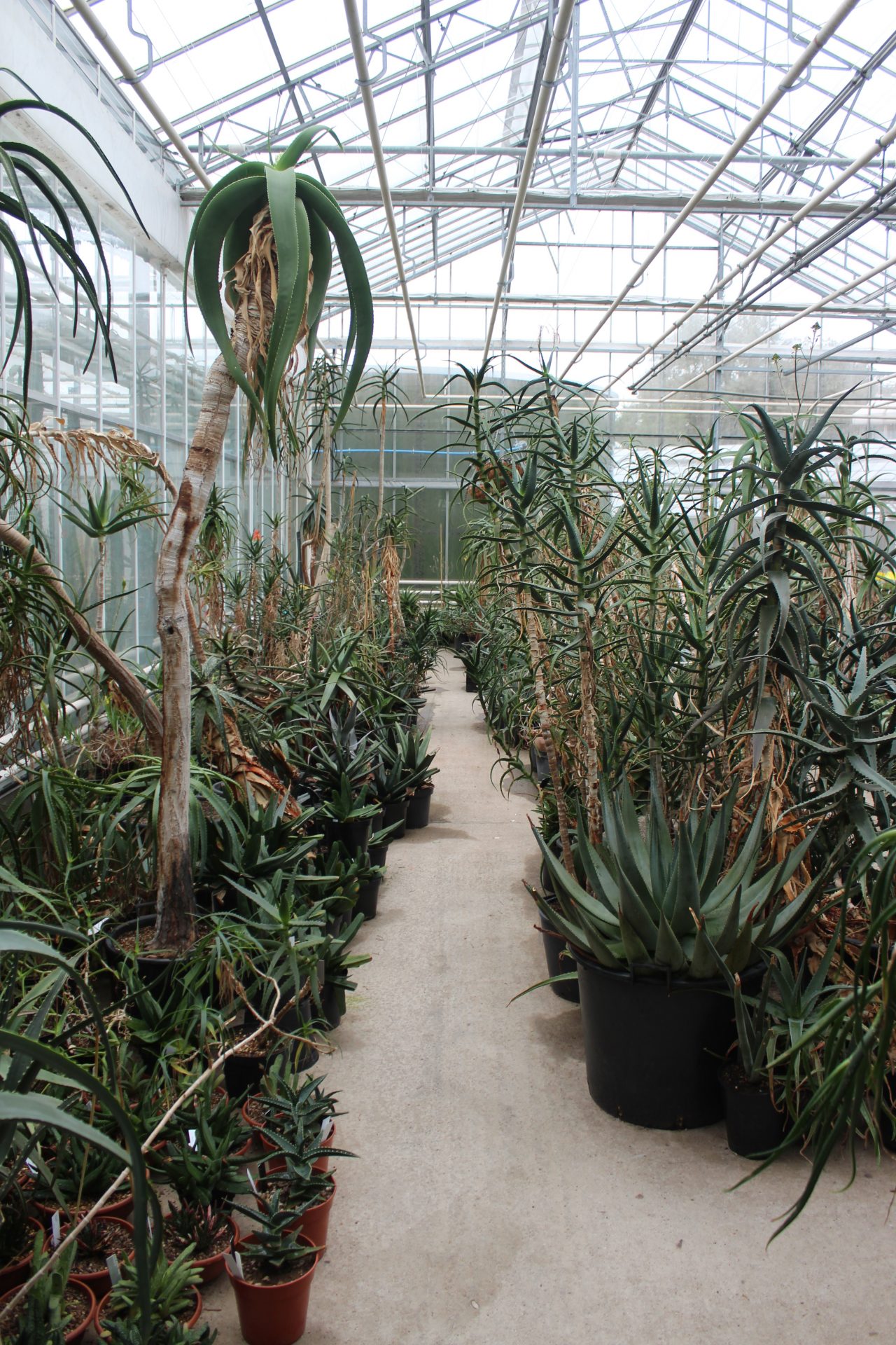 From plant to seed bank, how Kew Gardens is saving the flora