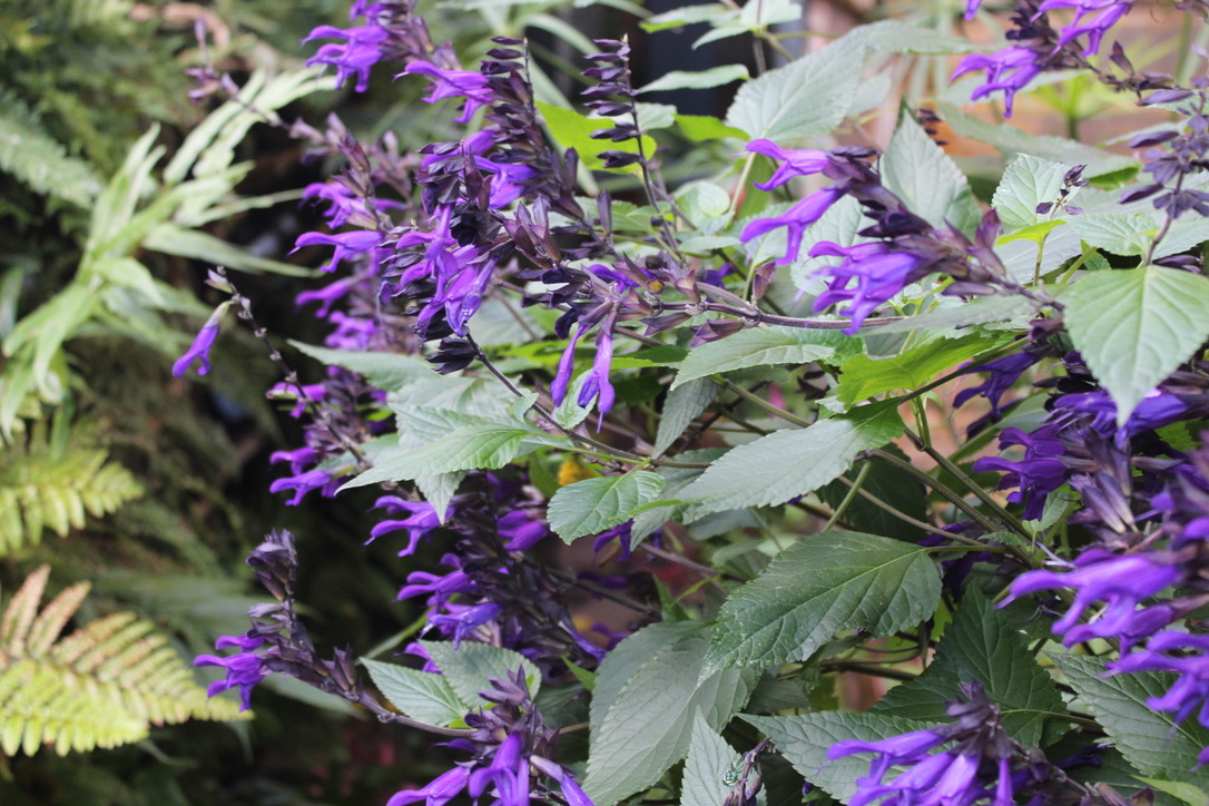 How to prune salvias and when to do it three pruning groups Jack