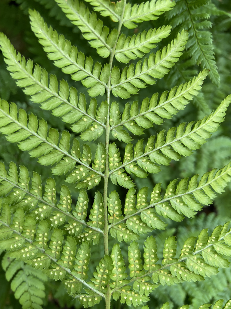 How to grow ferns from spores Jack Wallington Nature & Gardens