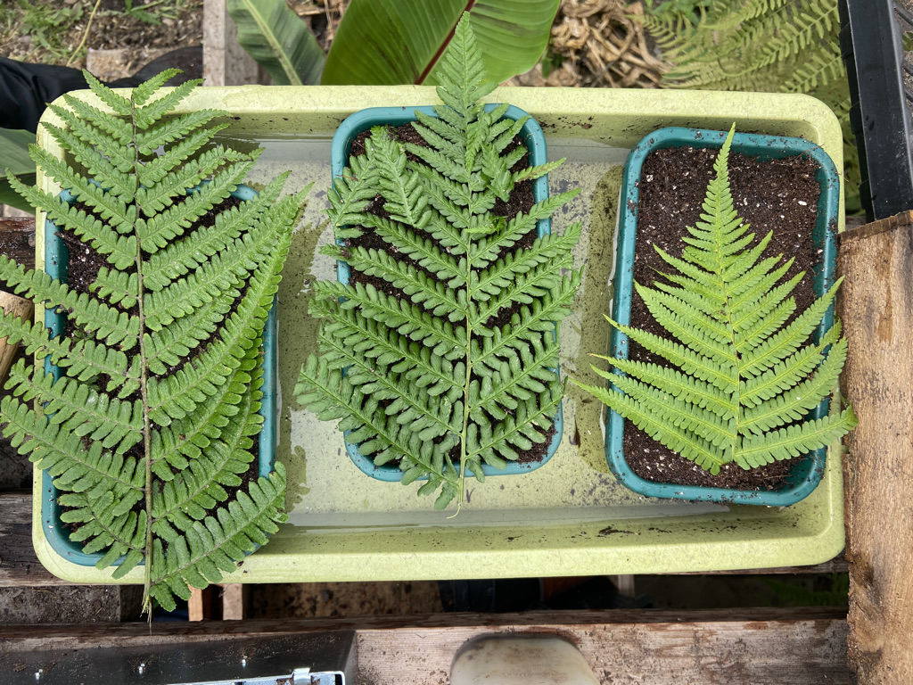 How to grow ferns from spores Jack Wallington Nature & Gardens