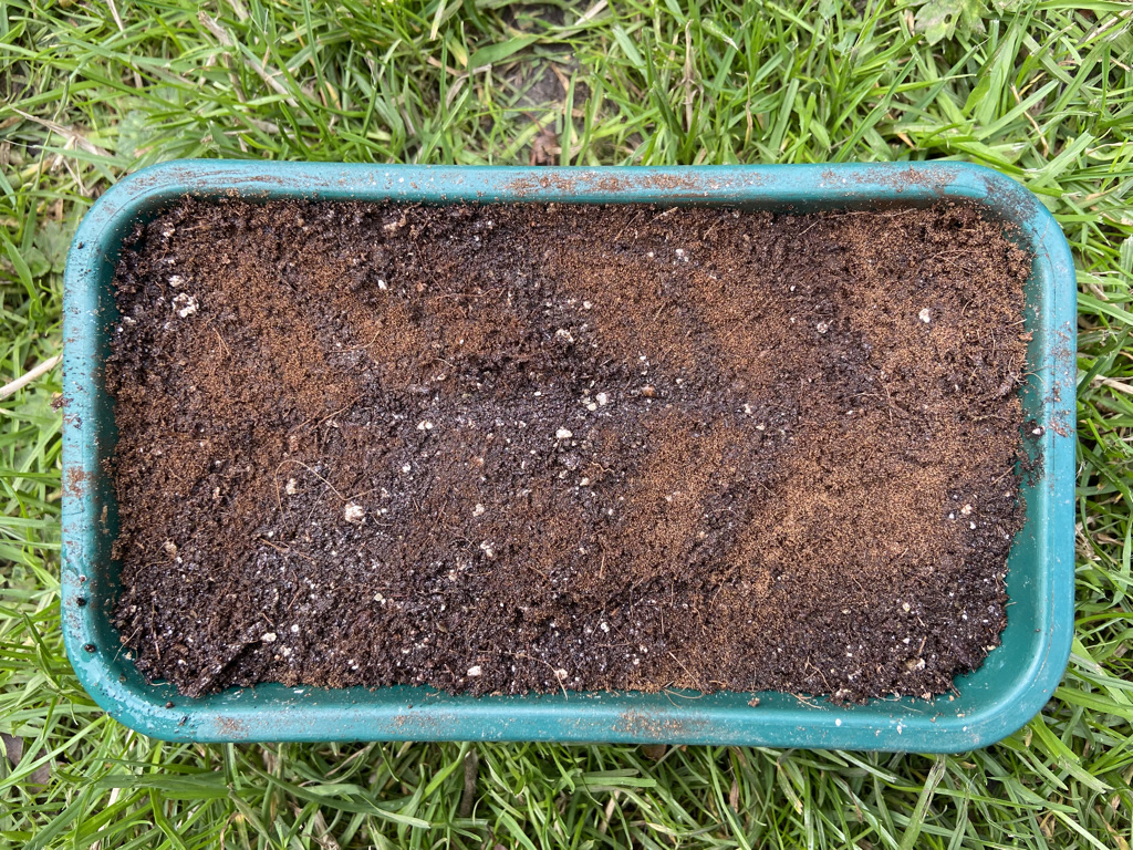 How to grow ferns from spores Jack Wallington Nature & Gardens