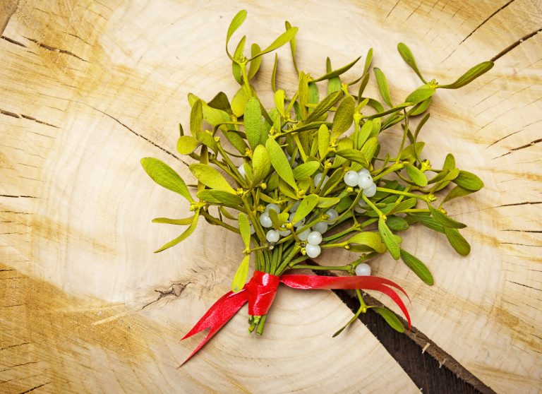 12 Different Types of Christmas Flowers and Plants Jacobs Christmas