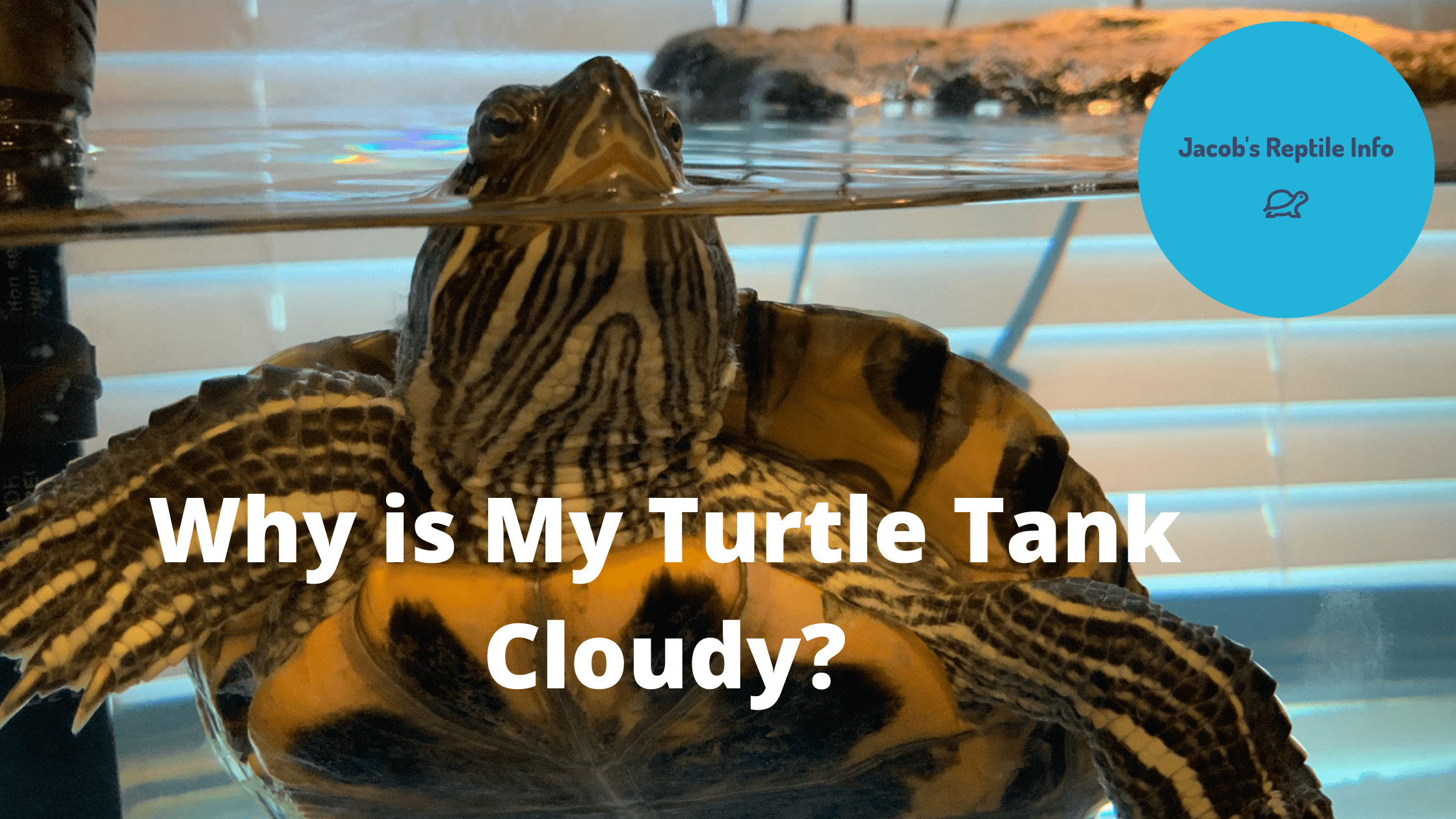 Red Eared Slider Tank Setup Jacob's Reptile Info