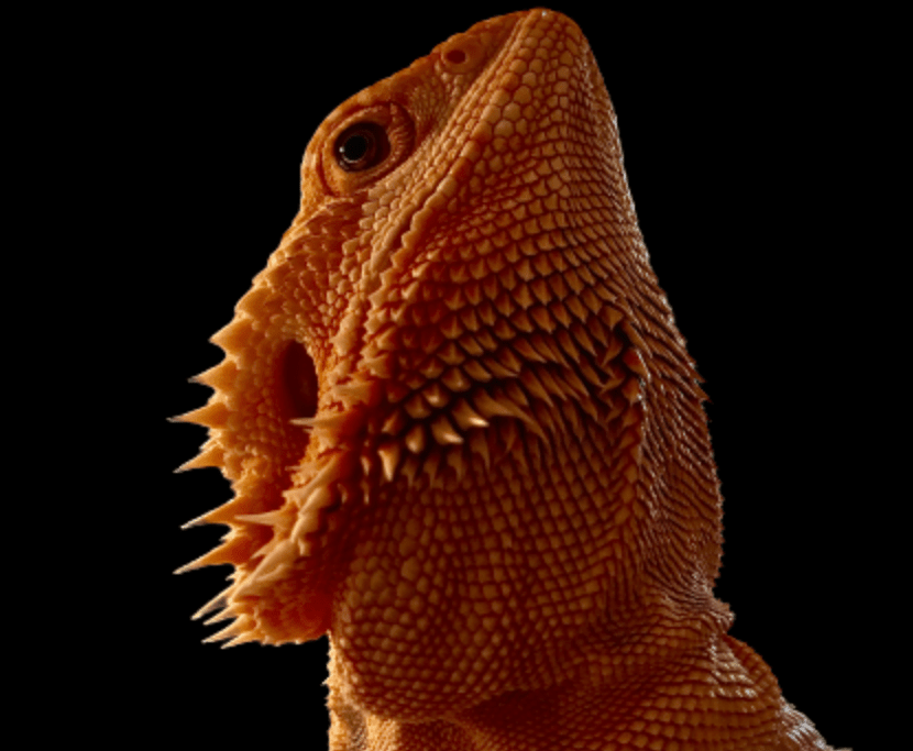 Jacob's Bearded Dragon Care Sheet