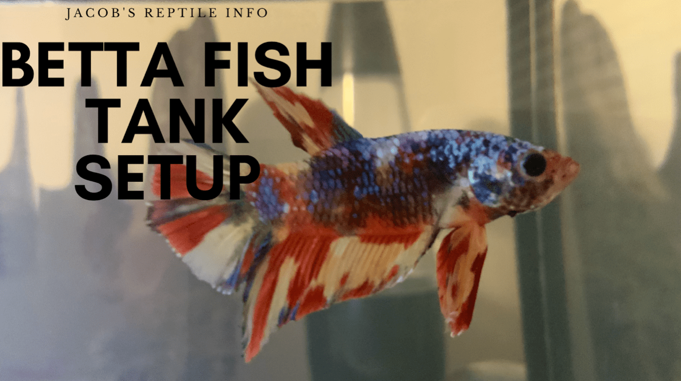 Betta Fish Tank Setup Jacob's Reptile Info