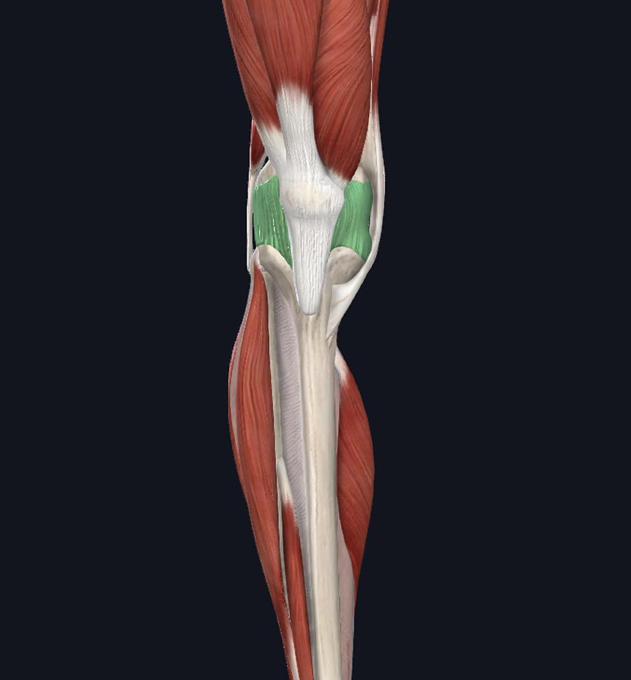 MCL Tear Recovery Time and Rehabilitation Jaco Rehab