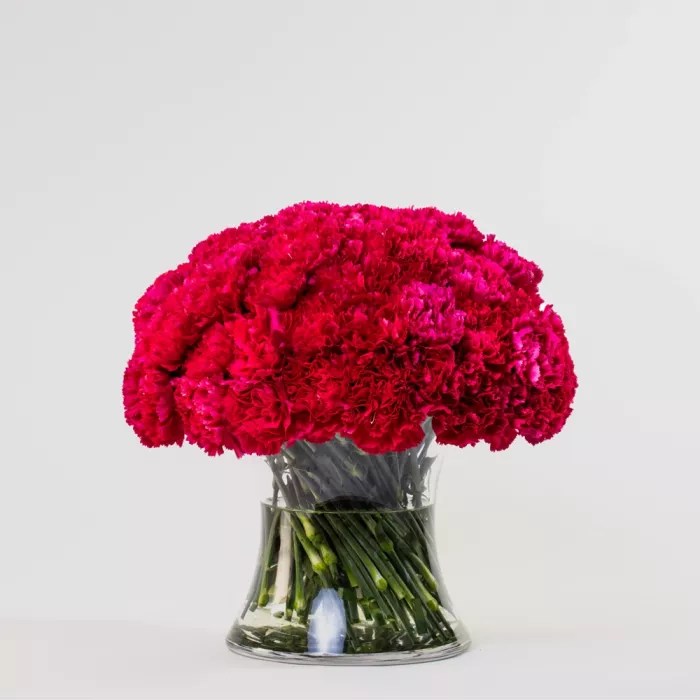 Simply 50 Hot Pink Carnations Simply J'Adore Florist