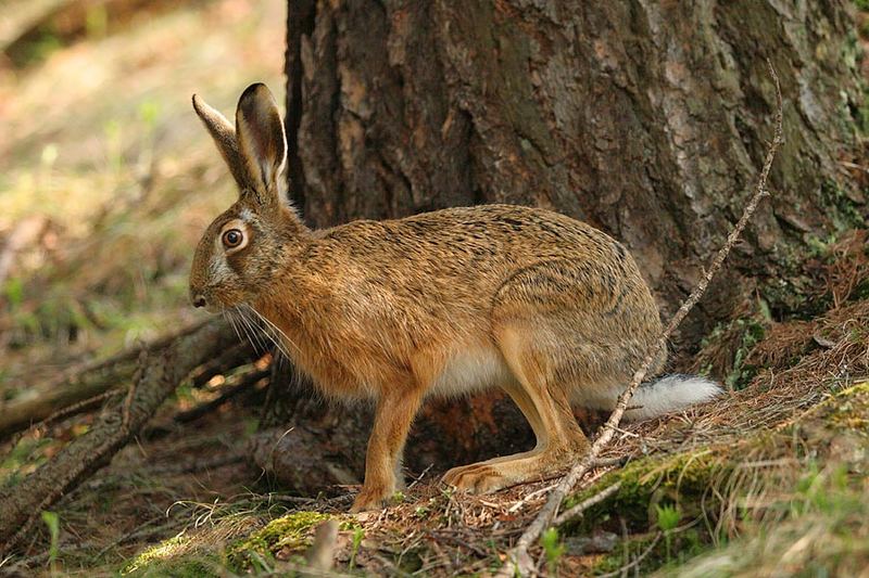 Feldhase Südtiroler Jagdportal