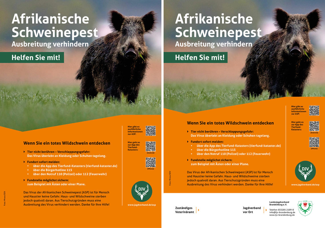 Totes Wildschwein gefunden was tun? Deutscher Jagdverband