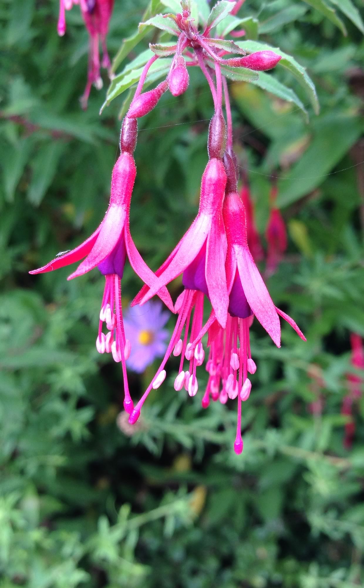 Fuchsia comment bien le cultiver, le planter, l