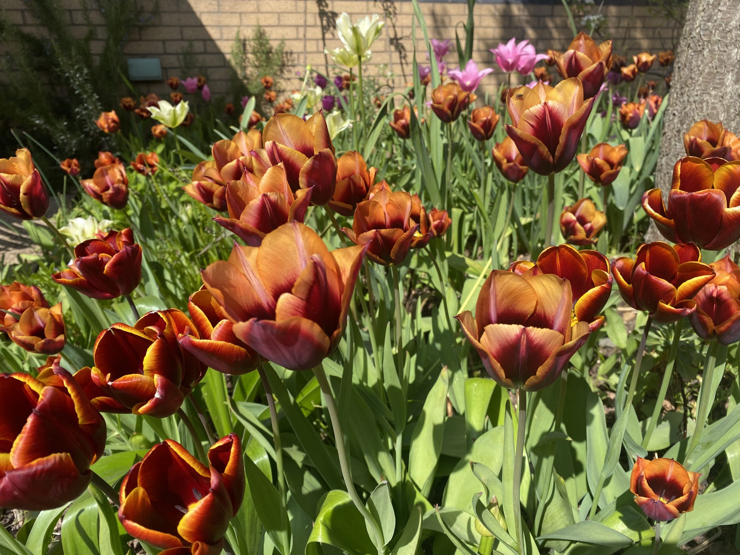 The bowling balls were made from red cabbage James AlexanderSinclair
