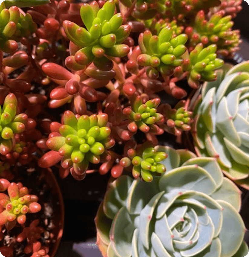 Blochairn Flower Market Opening Times Best Flower Site