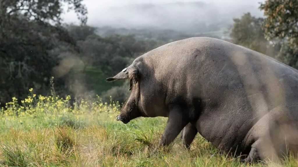 Jamón vs paleta ¿Cuáles son sus diferencias principales?