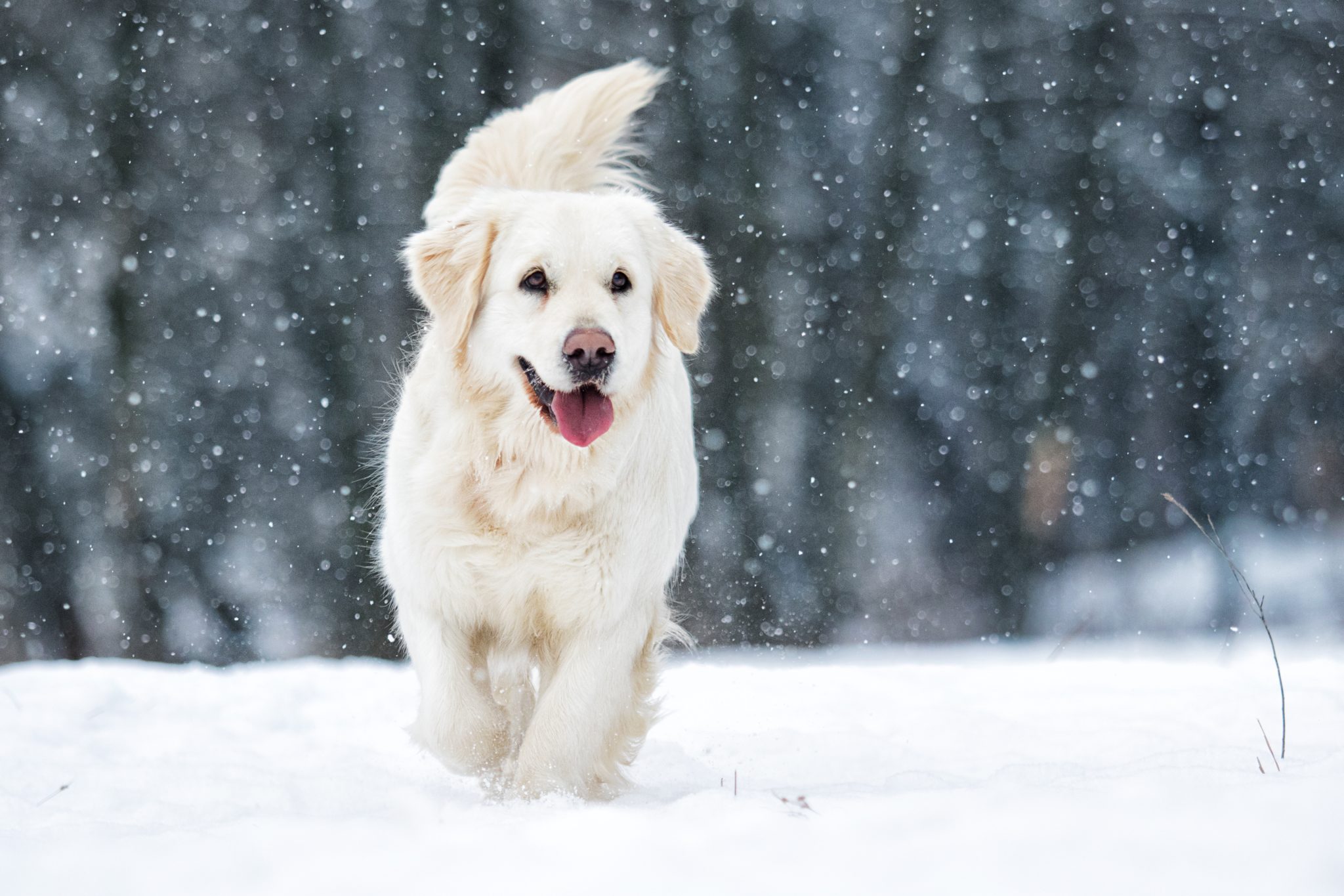 How Cold Does It Have to get for Fleas to Die? J&B Pet Source powered