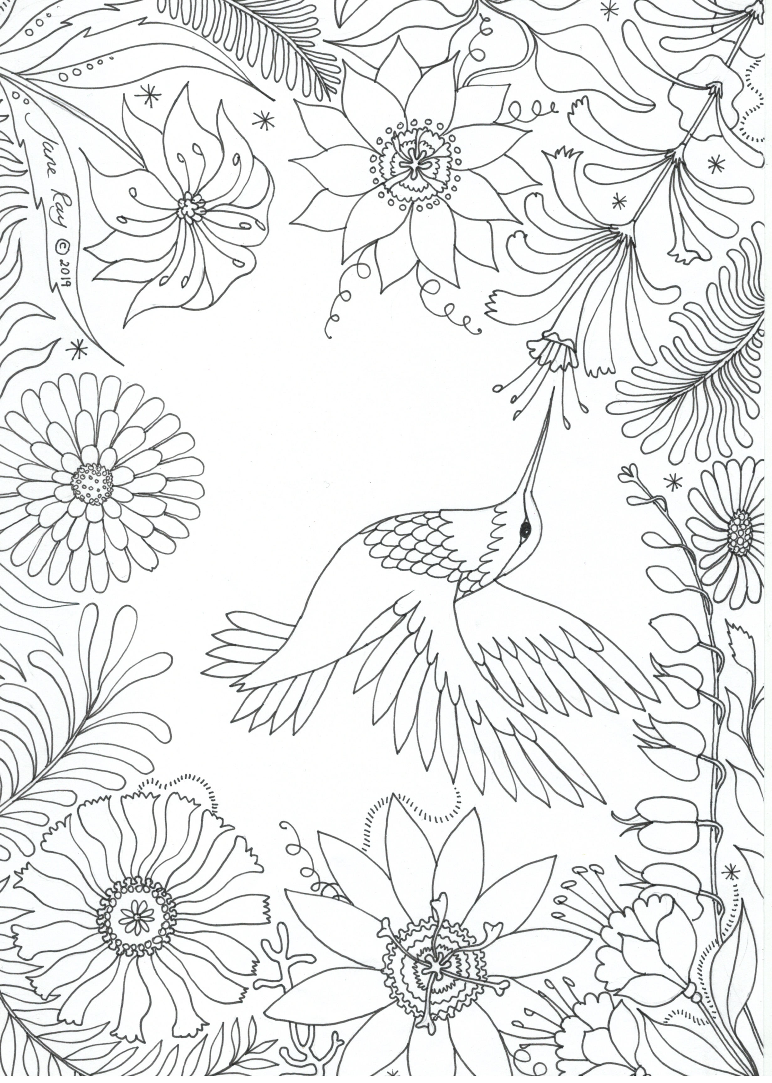 Hummingbird colouring sheet Jane Ray Hummingbird colouring sheet Jane Ray