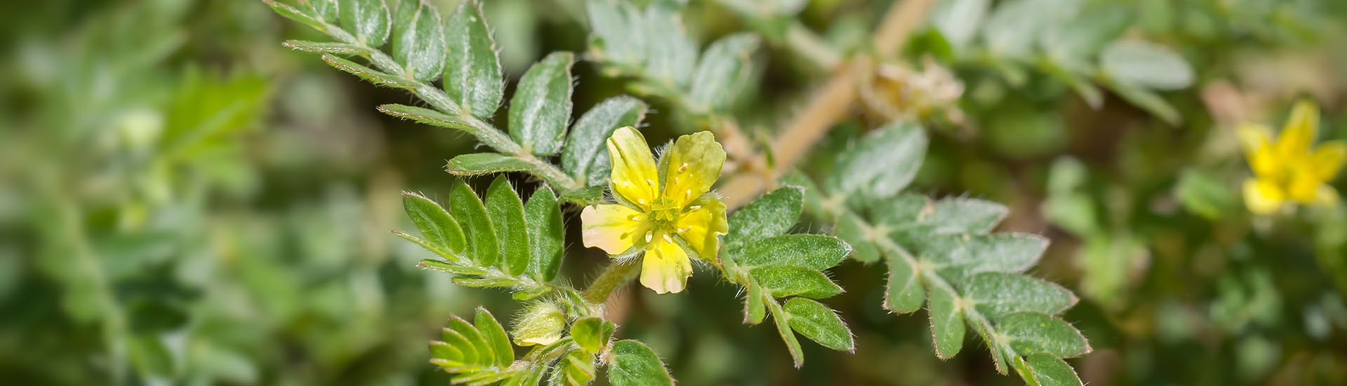 Tribulus terrestris, une plante aux usages multiples Laboratoire