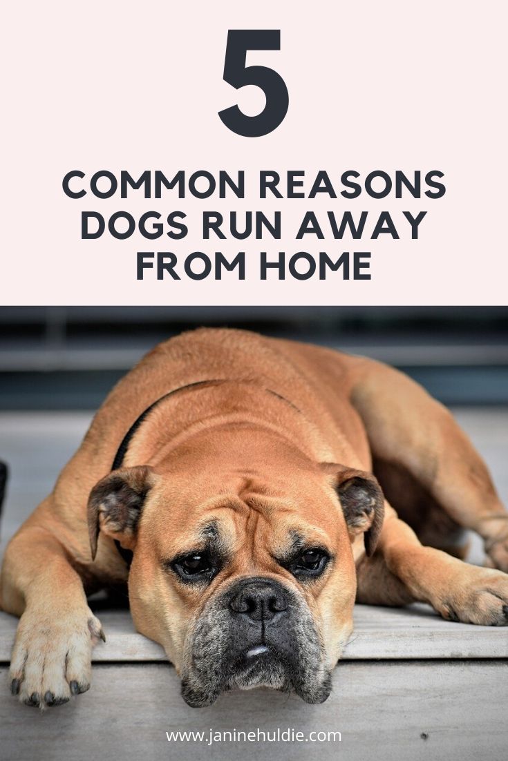 How Far Will A Dog Run Away From Home