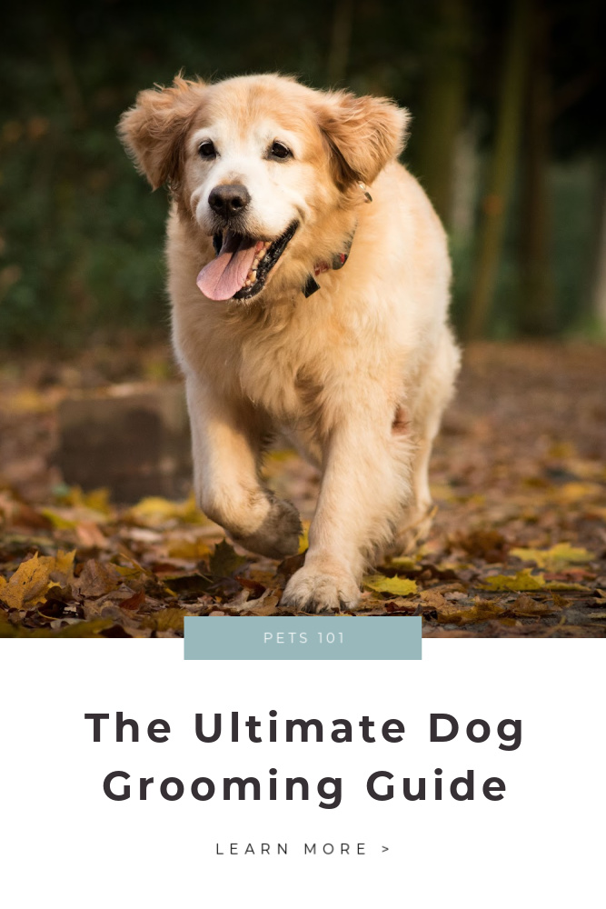 The Ultimate Grooming Guide For Happy Dogs This Mom's Confessions