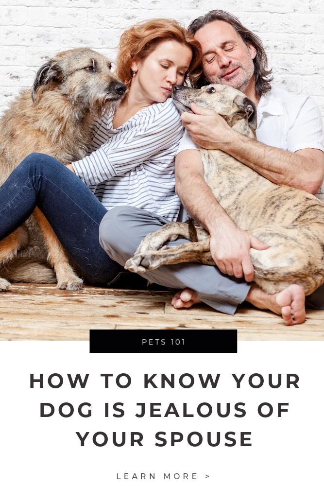 How Do You Know When Your Dog Is Jealous