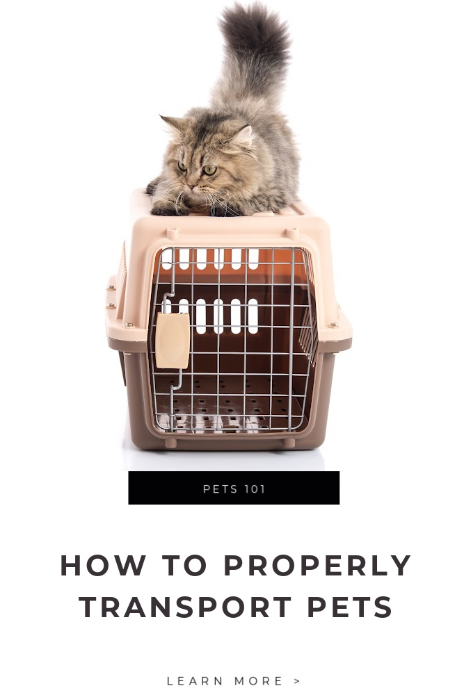 HOW TO PROPERLY TRANSPORT PETS?