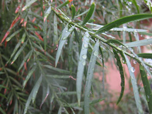 Rain drops on leaves