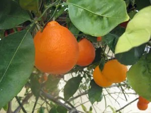 Sweet oranges