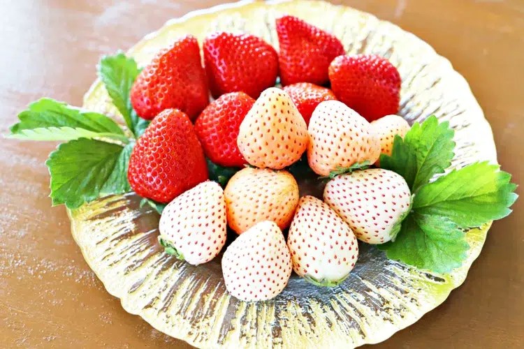 Happy Strawberry Day 5 MustTry Varieties of Strawberries in Japan JAPAN RAIL CLUB