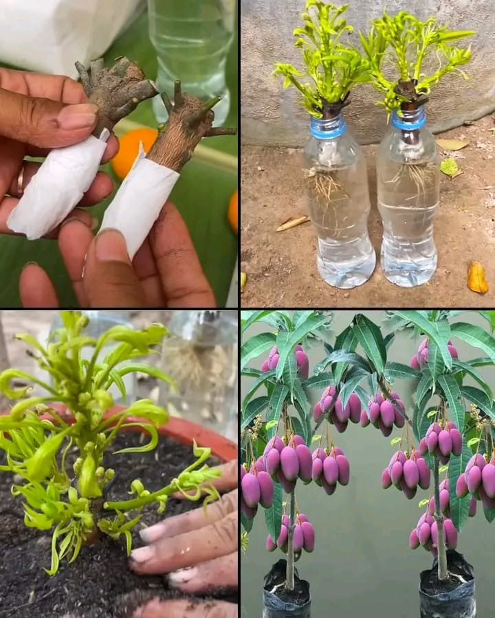 how to grow mango trees from cuttings in water Japur Farm Solutions