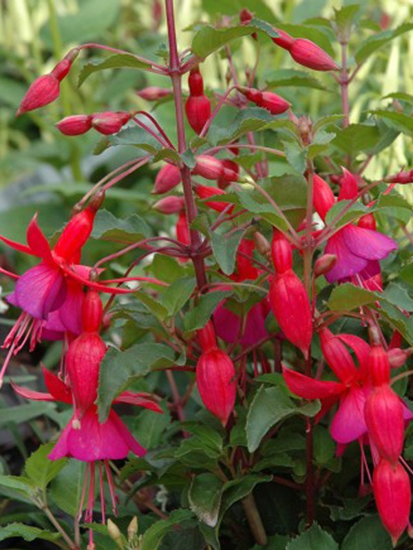 Fuchsia 'Beacon' Fuchsia 'Beacon' Achat Le Jardin du