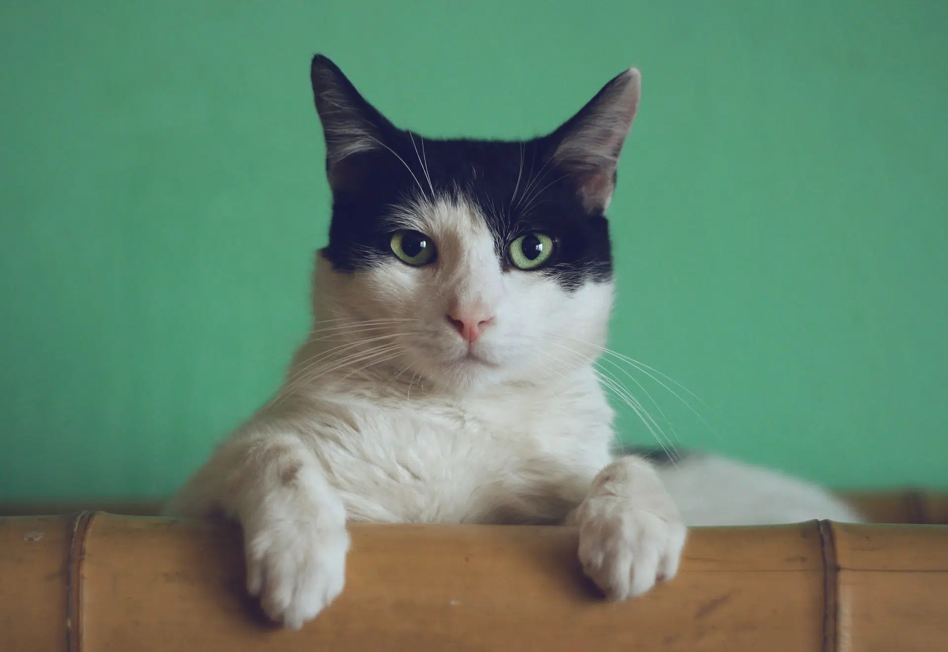 Chat ou chaton qui miaule, pourquoi et que faire