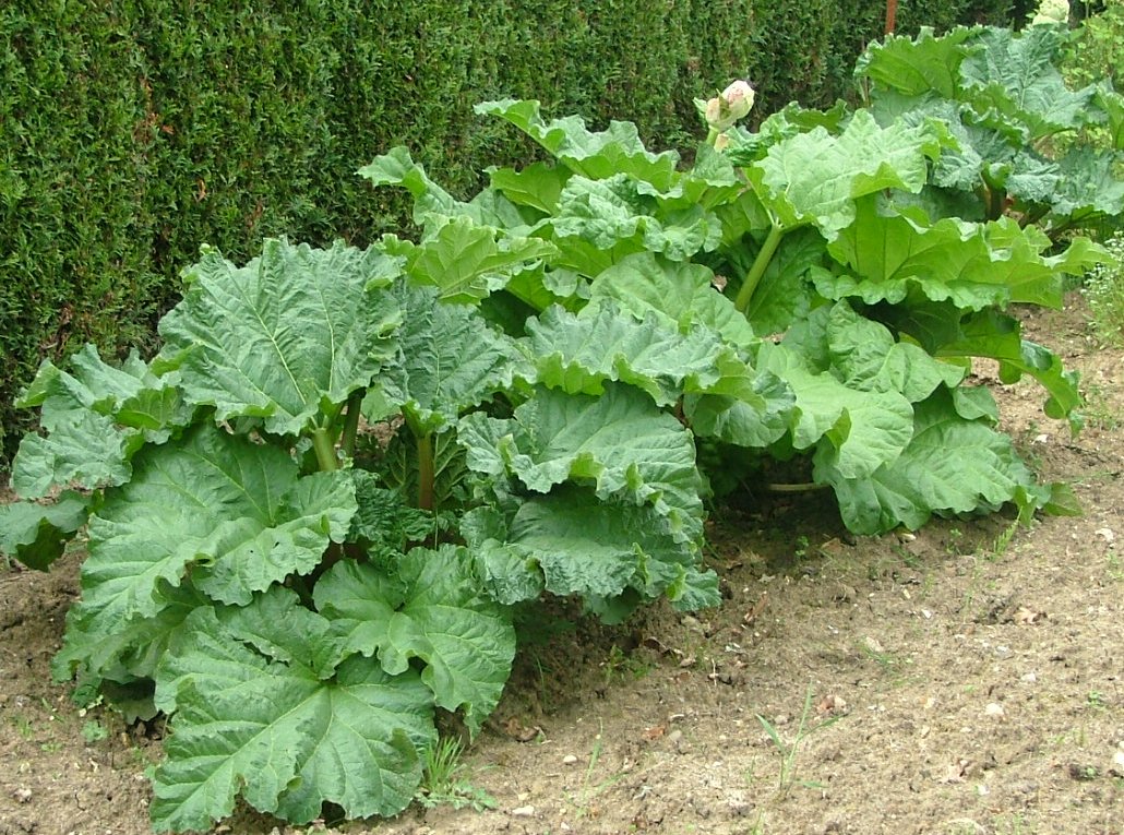 Rhubarbe plantation, culture et récolte de la rhubarbe