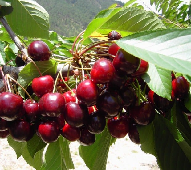 Aclareo de frutas en árboles frutales Jardineria On