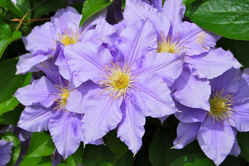 Clematis, una excepcional trepadora resistente a la sequía