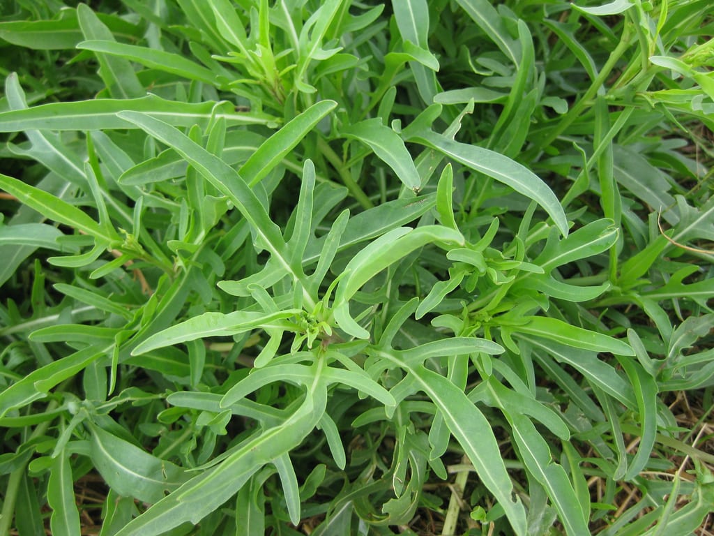 Cultivo de la rúcula